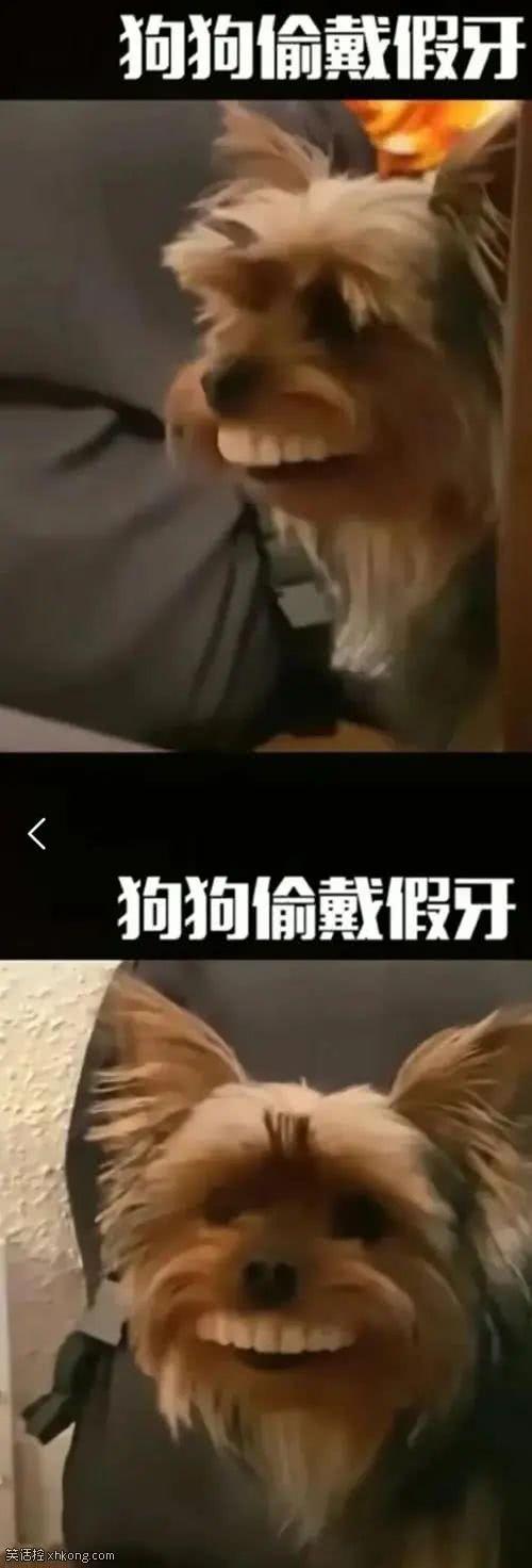 搞笑图片:世上最美的小逗妹,一个比一个萌