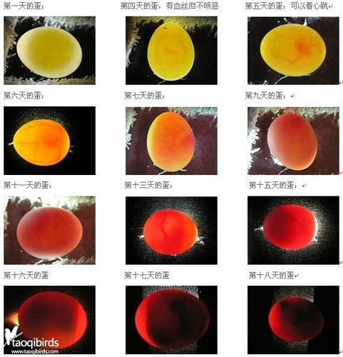 一张验蛋照片送给新人