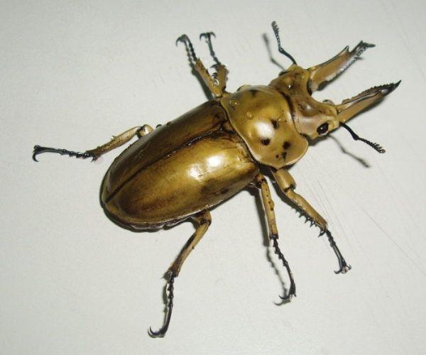 喜虫天降甲虫专卖店-独角仙