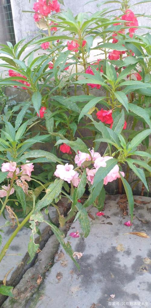 路过!第一次见到这么多颜色的凤仙花!