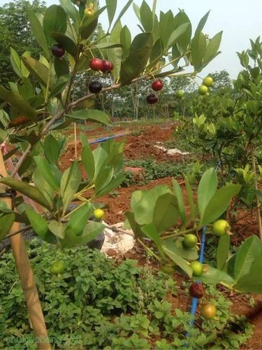 海口巴西樱桃 耐寒温度