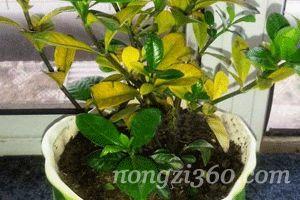 栀子花黄化病防治技巧大汇集