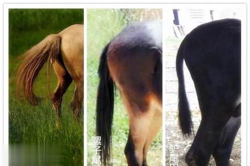 原创一分钟看明白马,驴,骡子的区别和爱情关系