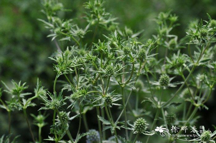 小蓝刺头eryngium planum