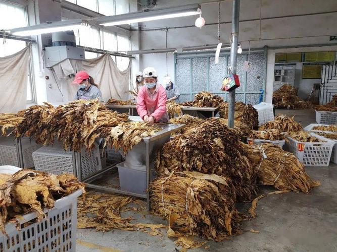 江古镇:烟草收购实现高质量完成任务