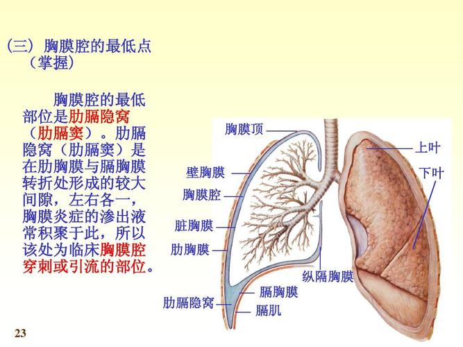 解剖学 (三) 胸膜腔的最低点 (掌握) 胸膜腔的最低 部位是肋膈隐窝