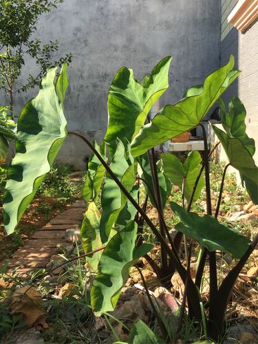 芋头叶干净清爽,像荷叶一样,清晨还能看到露珠从叶子上滑过
