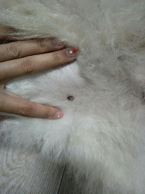 狗狗肚皮上黑点是什么?是皮肤病吗?