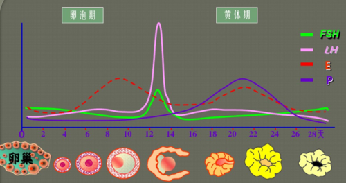 教你轻松看懂促黄体生成素lh知道就是赚到