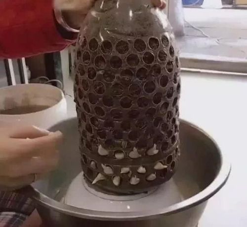 油桶种大蒜,想吃随手摘,冬天最佳废物利用,没有之一