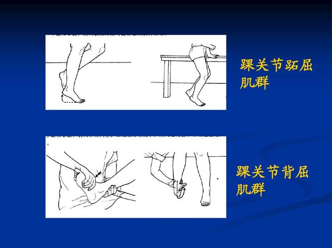 踝关节跖屈 肌群 踝关节背屈 肌群
