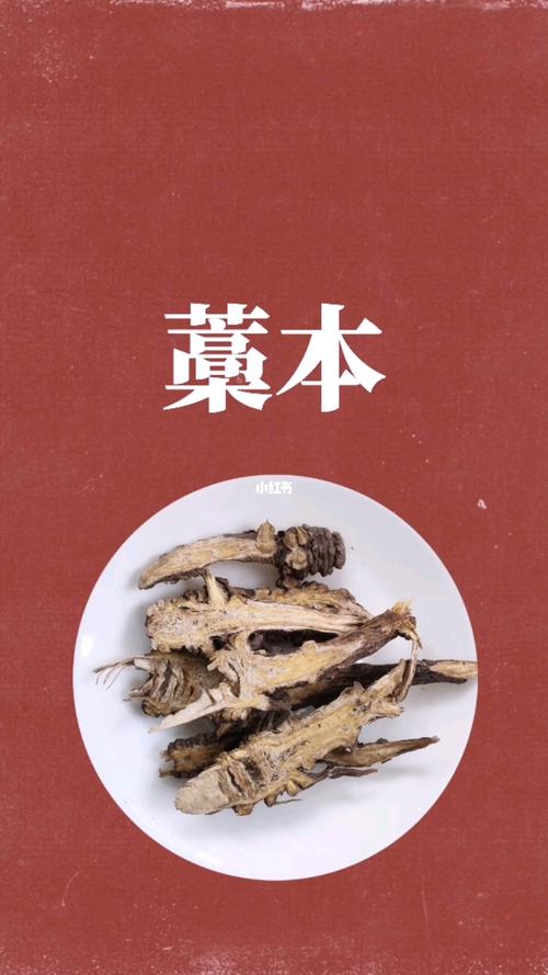 全民学中药:藁本_中药_养生_止痛_感冒_学习_中药养生