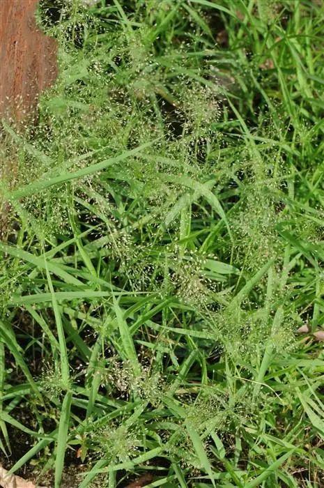 画眉草见过吗用于膀胱结石肾结石肾炎肾盂肾炎膀胱炎