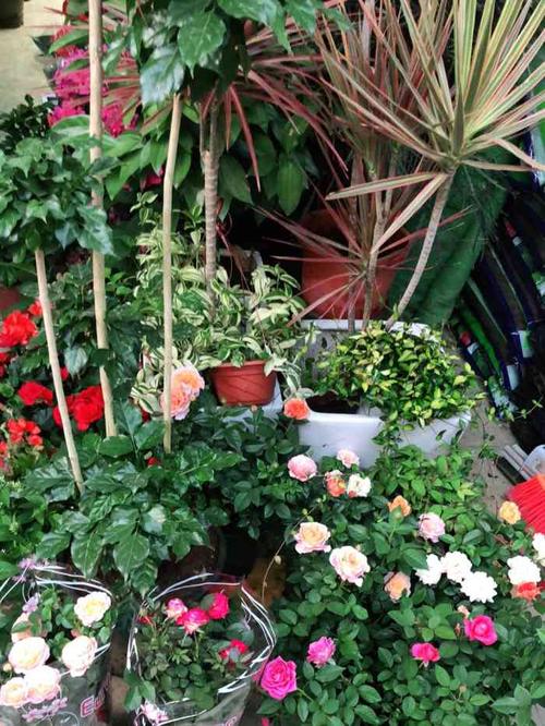 八卦岭花卉中心-"自从花卉世界的关闭之后,福田总是找