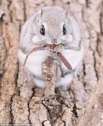 西伯利亚鼯鼠卖萌 大眼睛"电力十足"