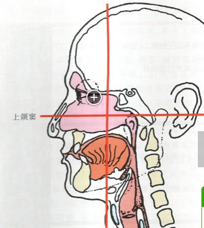 上颌窦在什么地方