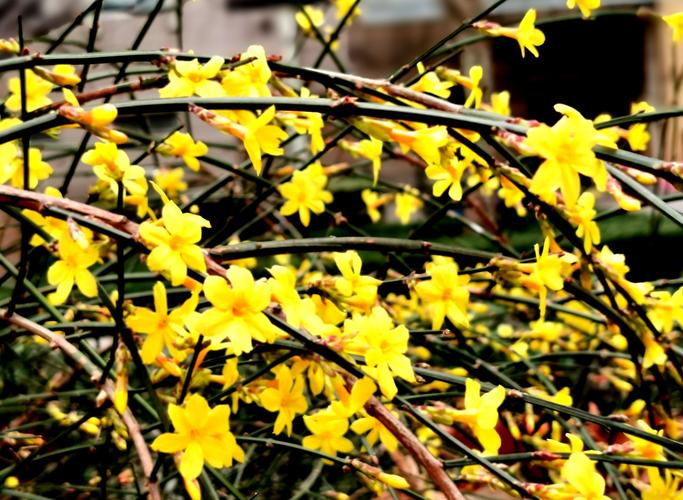 新春第一花迎春花