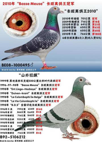 kbdb鸽王冠军家族【原舍】【以售】