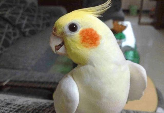 在中国只有三种鹦鹉可以自由地买卖,饲养,那就是虎皮鹦鹉,桃脸牡丹