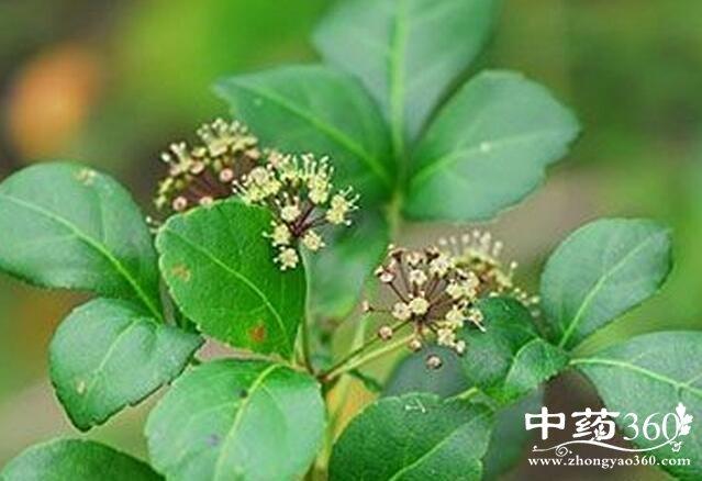 三加花的功效与作用解毒敛疮