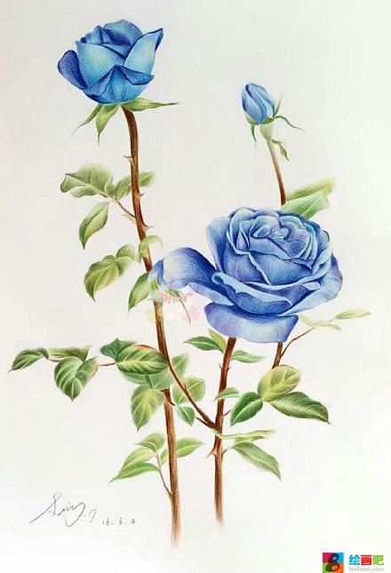 漂亮的玫瑰花彩铅画欣赏