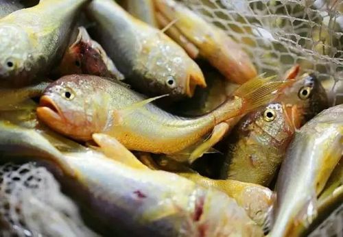 一大波肥美河鲜生猛上岸!在江门这地方能品尝到!