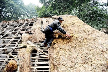 简阳百余村民帮收黄茅草还原诗圣屋上三重茅