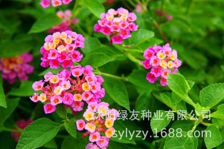 喜暖花灌木 五色梅 五色梅种子 又名马樱丹 五色草