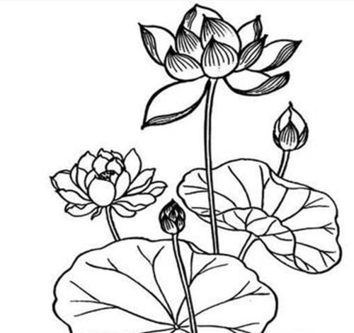 荷花的简笔画法