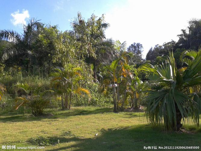 公园植物群落图片