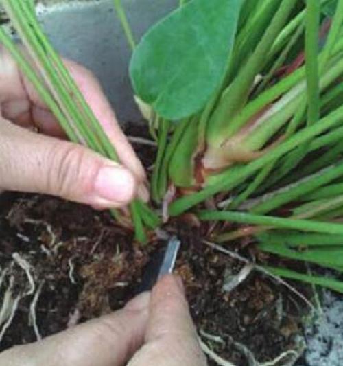 红掌的繁殖方法分株繁殖