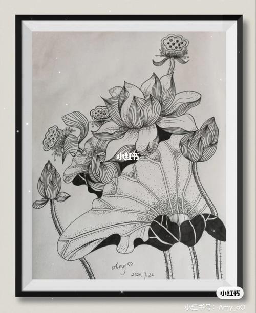 黑白线描荷花