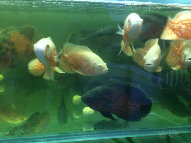 怎么分公母请教