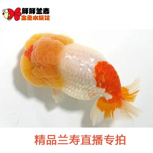 金鱼兰寿邮费专拍敲福钟出寺小河锣鼓鱼