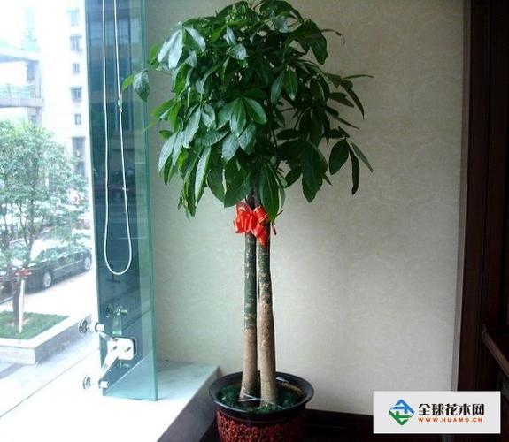 发财树的养殖方法和注意事项