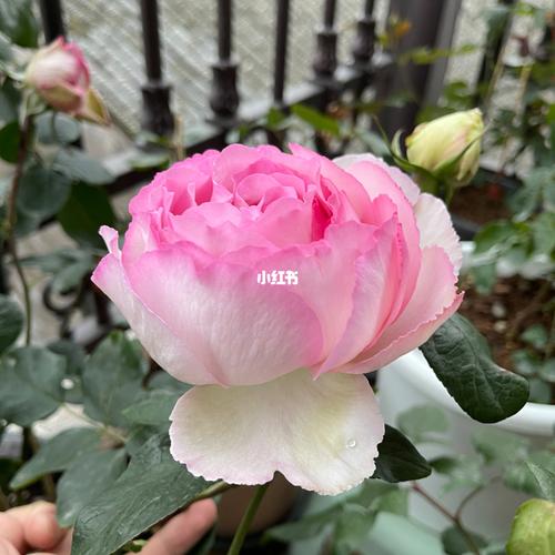 墙推月季品种:伊芙魂之香水_月季_香水_莲花_搬家_新手_家居家装_家居