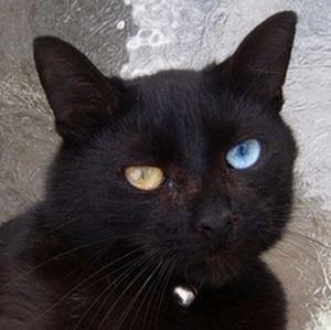 异瞳猫图片2016最新版异瞳猫是怎么回事