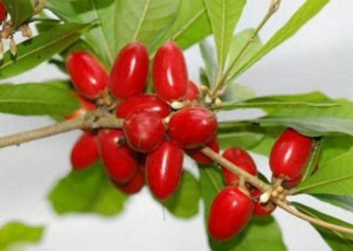 海南岛热带水果