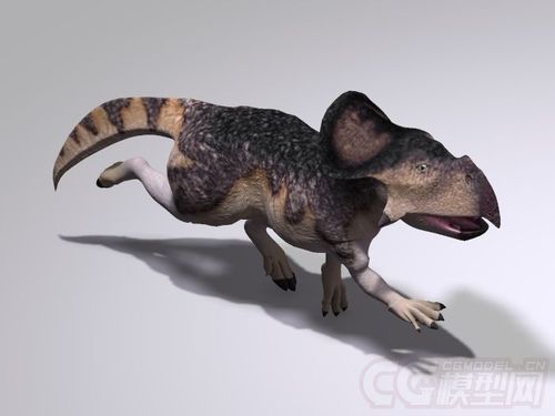 带贴图的可爱小恐龙,恐龙幼崽,写实年幼的恐龙,原角龙protoceratops