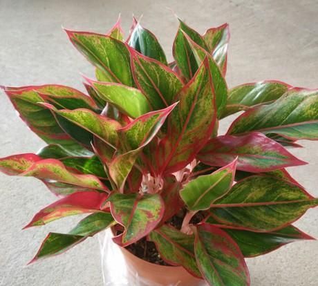 盆栽万年红植物怎么养