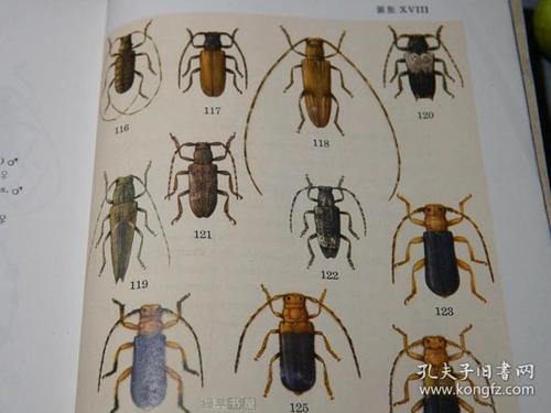 图鉴天牛的图片天牛昆虫种类大全大图天牛品种彩色天牛鞘翅目昆虫图鉴