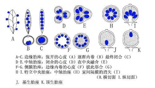 侧膜胎座与中轴胎座的区别