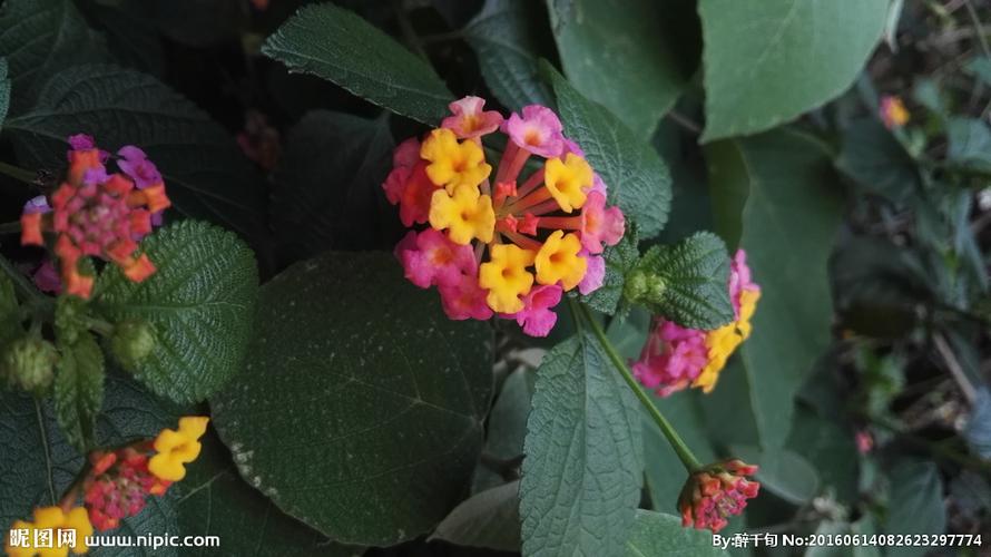 五色花摄影图__花草_生物世界_摄影图库_昵图网nipic.