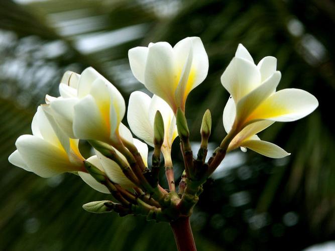清新淡雅鸡蛋花花