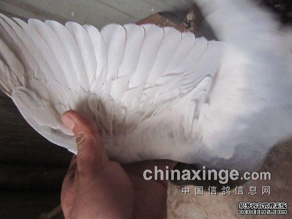 百科长知识:幼鸽何时离巢要看腋下羽毛