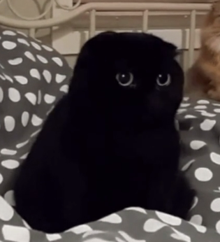 请问黑的像煤球的猫是什么品种