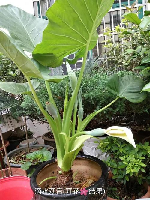 滴水观音,会开花结果.