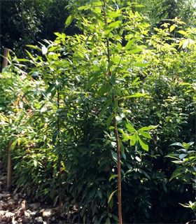 邳州很好的35公分细叶金丝楠木树苗采购