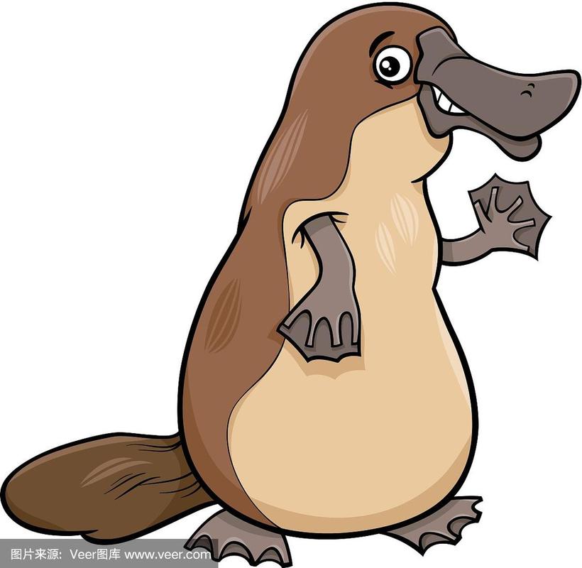 动物,鸭嘴兽,卡通,可爱的,动物园