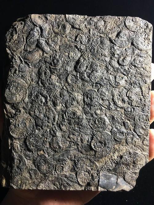 共358 件化石标本古生物相关商品